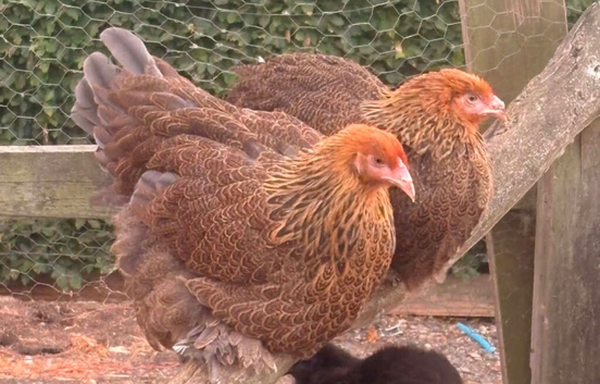 Point of Lay Hens - VARIOUS BREEDS READY NOW