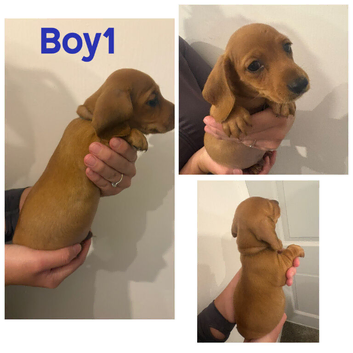 5 miniature dachshund