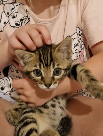 Gorgeous bengal boy