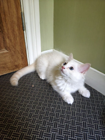 Lovely ragdoll boy