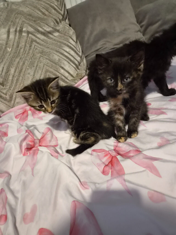 Beautiful kittens - Mum is half Bengal -  Ready to leave Soon!