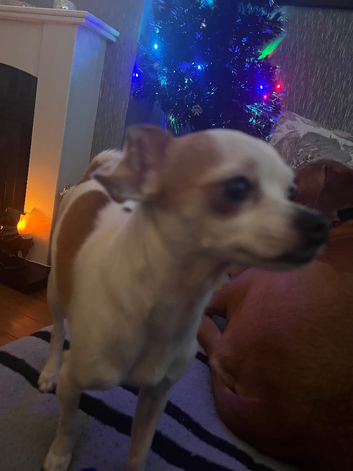 male chihuahua for stud