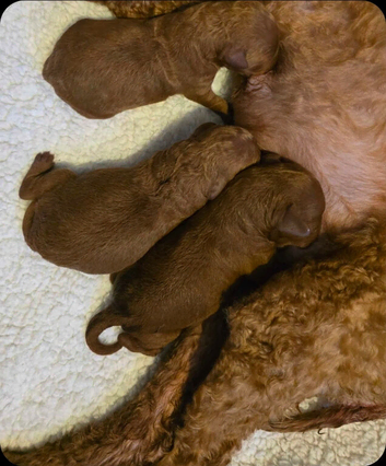 Small toy x Asian poodle puppies
