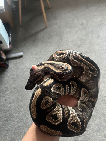 Female Royal Ball Python
