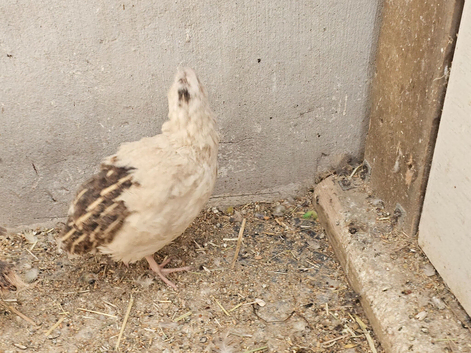 3 male Japonise quail