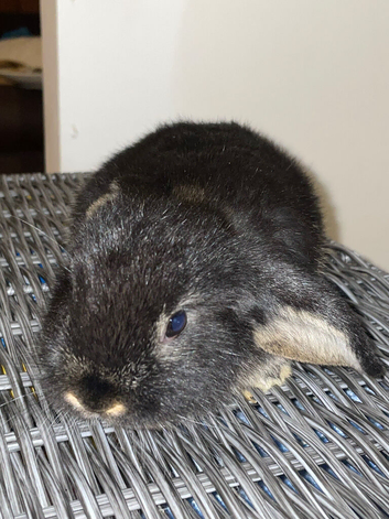 Female Holland lop