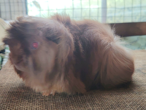 Peruvian sow