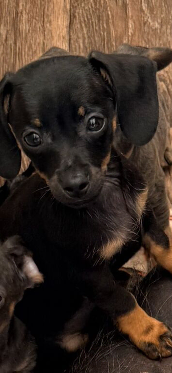 Chihuahua x dachshund chiweenies