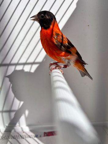 Red Siskin London