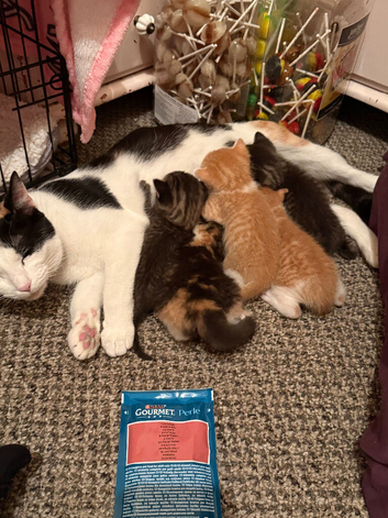 For sale kittens ready soon