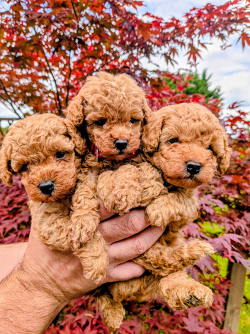 Stunning K.C Registered Red Toy Poodle Puppies