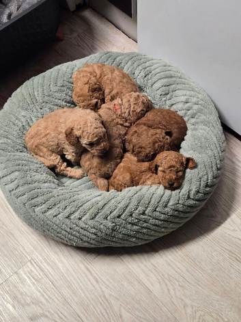 Stunning cockapoo f1b pups