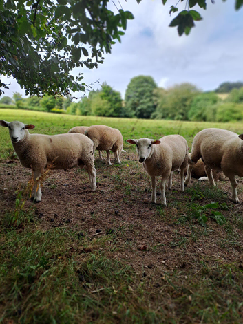 6 Lleyn Breeding Ram Lambs or Fat Lambs
