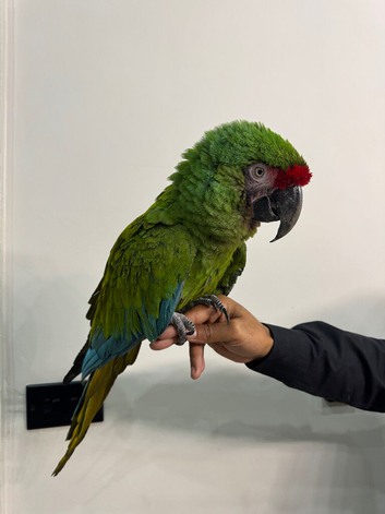 Hand reared silly tame millitary macaw