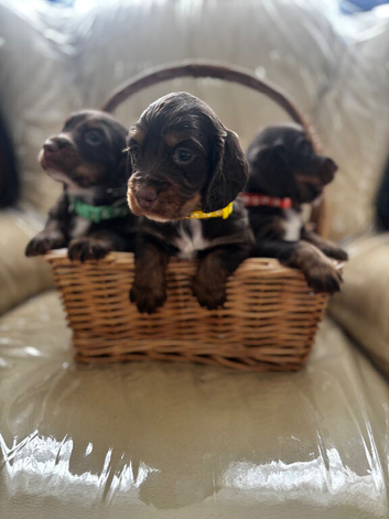 Chocolate And tan Cocker Spaniel puppies