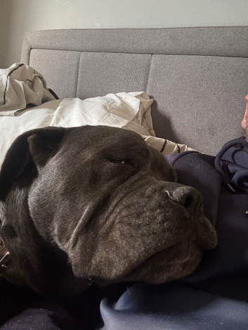 1 year old female cane corso pedigree