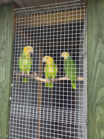 2 pairs or yellow headed amazons