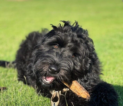 Gorgeous boy for sale