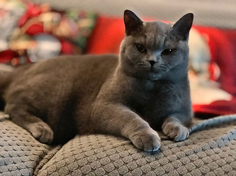Blue British Shorthair looking new home
