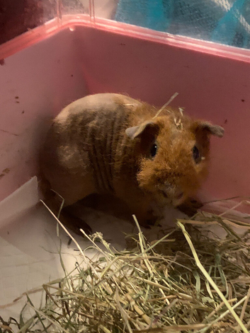 12 week old skinny werewolf boar for sale