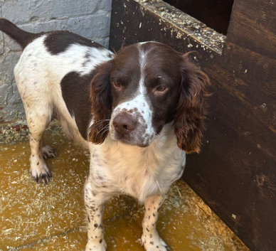 Sprocker puppies