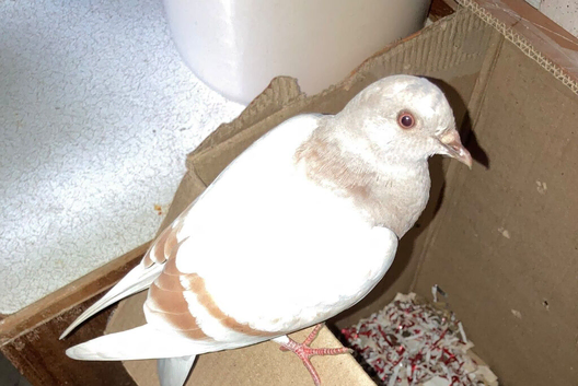 white and brown male pigeon