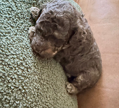Cockapoo Puppies