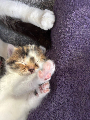 Kitten (girl)