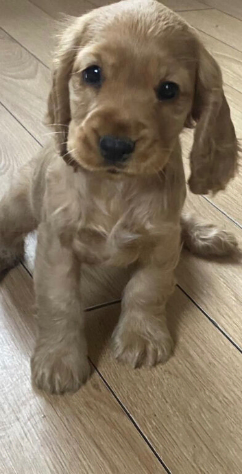 Cocker spaniels for sale