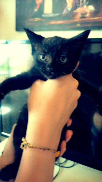 Beautiful kittens needing loving homes