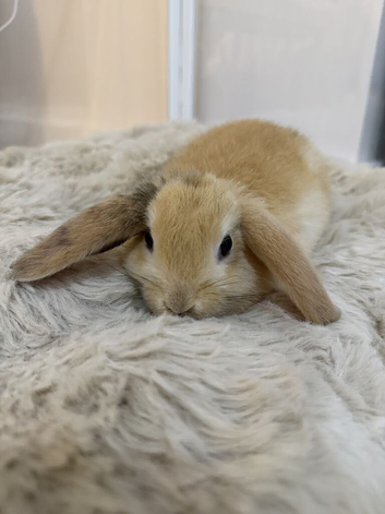 Mini Lop Doe