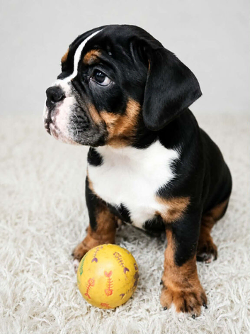 English bulldogs