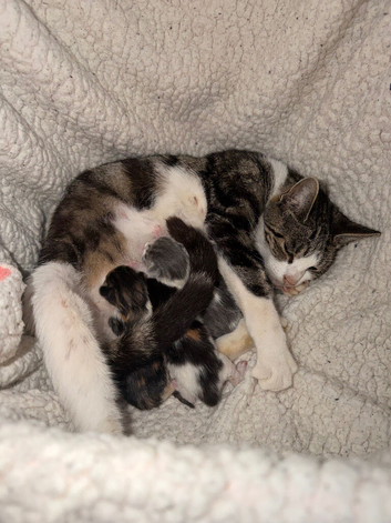 5 kittens - Available in 8 weeks