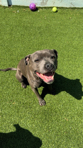 Blue Staffordshire Bull Terrier