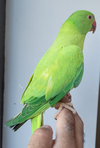 Semi Tame Beautiful Rare Opaline split Cleartail Baby Ringneck parrot