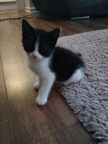 Kittens