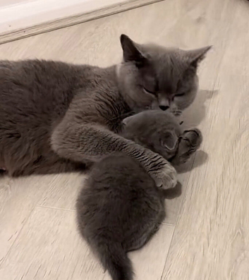 Male british shorthair