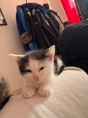 5 kittens for sale