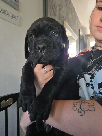 6 beautiful cane corso puppies for sale