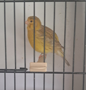 Fife canaries