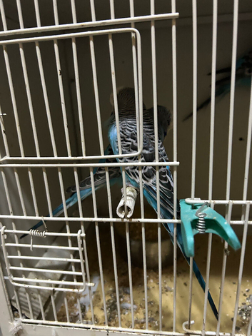Budgies for sale