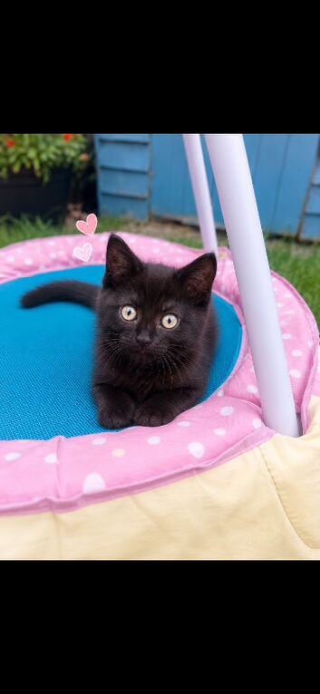 9 week old female kitten m