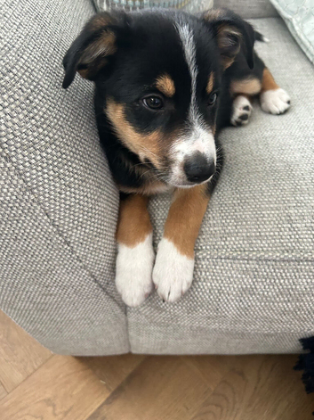 Border collie puppy for sale