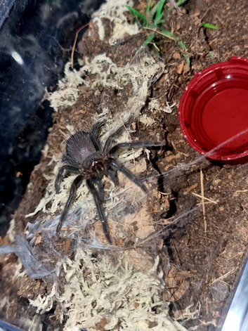 X4 phormictopus auratus tarantula Unsexed with set ups
