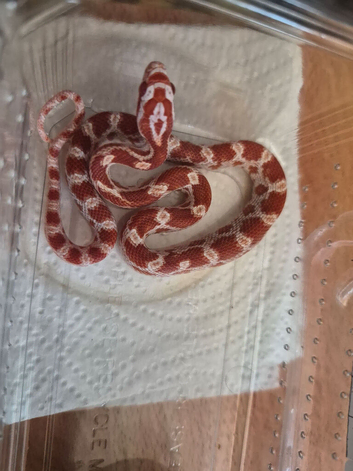 baby cornsnakes,amel tessara 2026