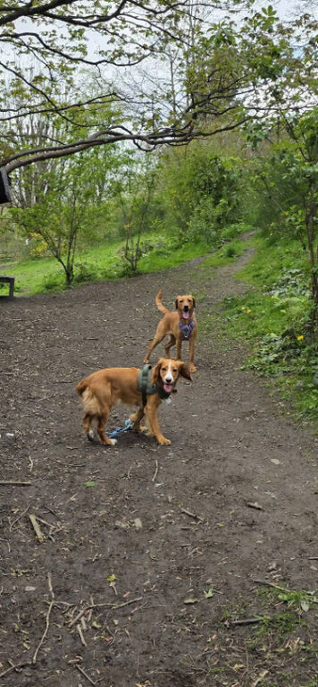 Small animal service, dog walker and home visits