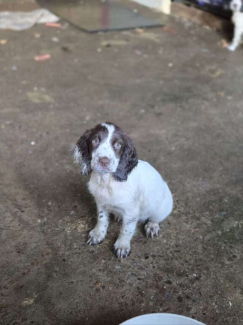 8 beautiful sprocker pups