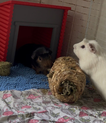 Super cute pair of bonded boars available for adoption
