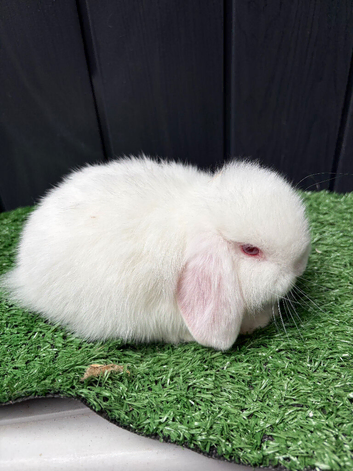 Mini lop red eyes whites available