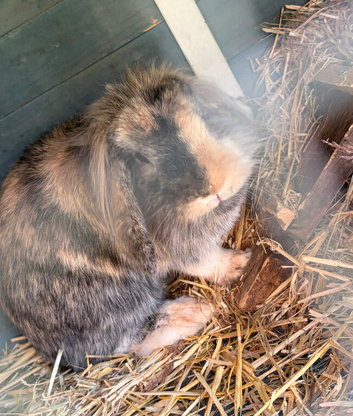 Mini lion lop doe